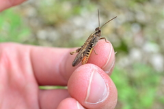 Chorthippus maritimus maritimus