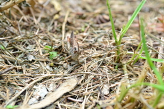 Chorthippus maritimus maritimus