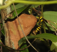 Phimenes flavopictus flavopictus