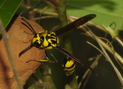 Phimenes flavopictus flavopictus