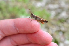 Chorthippus maritimus maritimus