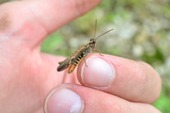 Chorthippus maritimus maritimus