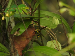 Phimenes flavopictus flavopictus