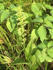 Platanthera flava herbiola