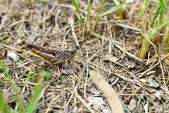 Chorthippus maritimus maritimus
