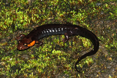 Desmognathus imitator