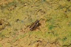Cylindera
