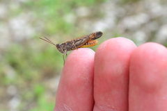 Chorthippus maritimus maritimus