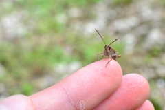 Chorthippus maritimus maritimus