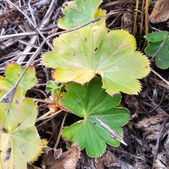 Alchemilla subcrenata