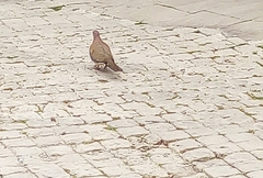 Streptopelia senegalensis