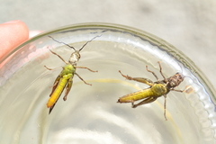 Chorthippus maritimus maritimus