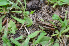 Chorthippus maritimus maritimus