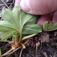 Alchemilla subcrenata