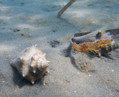 Strombus alatus