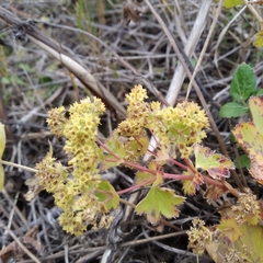 Alchemilla subcrenata