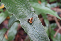 Choreutis xanthogramma