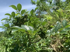 Zanthoxylum simulans