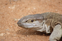 White-Throated Monitor photo 4
