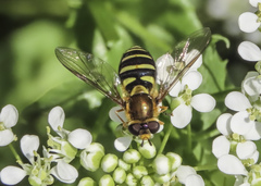 Syrphus opinator
