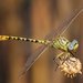 Brimstone Clubtail - Photo (c) J. N. Stuart, some rights reserved (CC BY-NC-ND)