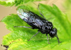 Eriocampa dorpatica