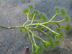 Cymopolia barbata