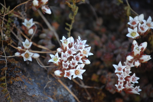 Sedum