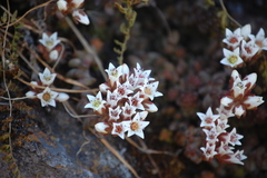 Sedum reniforme