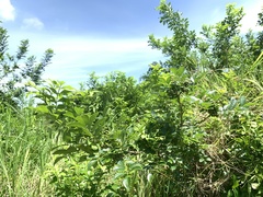 Zanthoxylum simulans