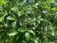 Zanthoxylum simulans