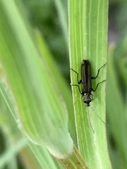 Oedemera lurida