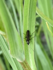 Oedemera lurida