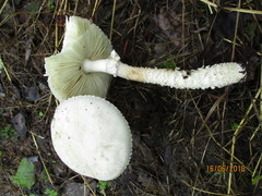 Saproamanita vittadinii