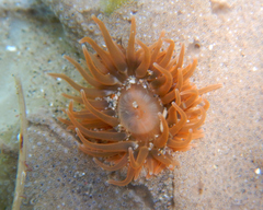 Anemonia sargassensis
