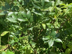 Zanthoxylum simulans