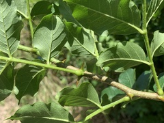 Zanthoxylum simulans