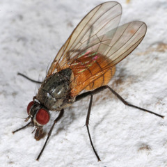 Thricops semicinereus