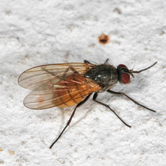 Thricops semicinereus