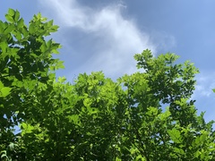 Zanthoxylum simulans