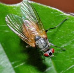 Thricops semicinereus