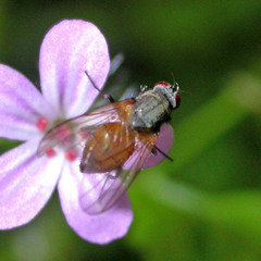 Thricops semicinereus