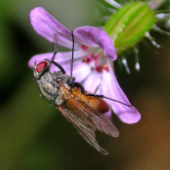 Thricops semicinereus