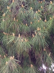 Pinus brutia