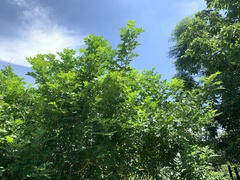 Zanthoxylum simulans