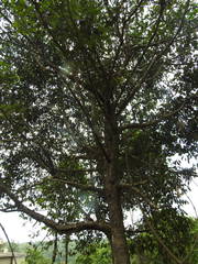 Psydrax umbellata