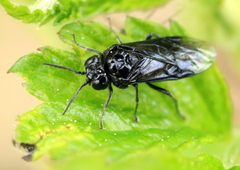 Eriocampa dorpatica