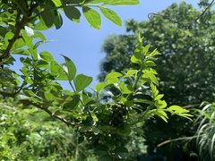 Zanthoxylum simulans