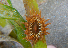 Anemonia sargassensis