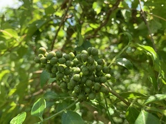 Zanthoxylum simulans